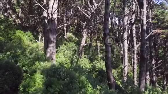 大风天的空中松树林视频的预览图