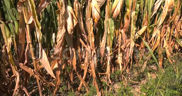 干旱的谷物植物视频的预览图