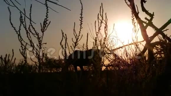 夕阳西下马在草地上吃草视频的预览图