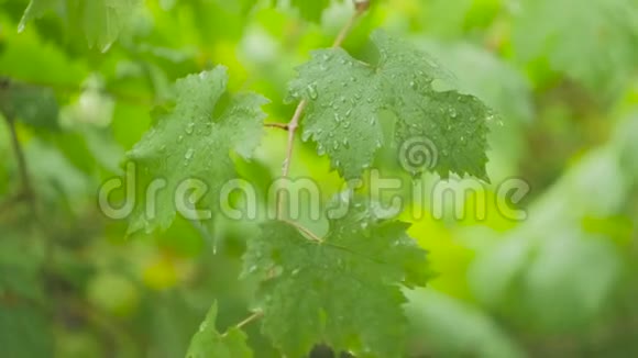 葡萄树的绿叶被雨滴覆盖随风摇摇晃晃视频的预览图