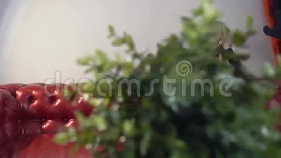 年轻漂亮的金发女孩在红色沙发上的电话里发语音信息国内的植物处于前景视频的预览图