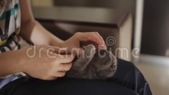 小女孩手里拿着苏格兰小猫玩着它视频的预览图