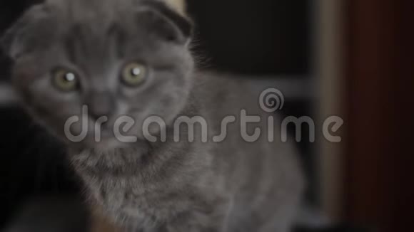 一只银色的苏格兰小猫饶有兴致地看着摄像机视频的预览图