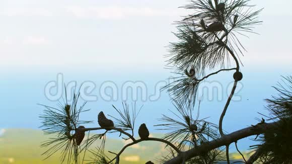 松枝在第一个平面上海天和海岸在背景上视频的预览图