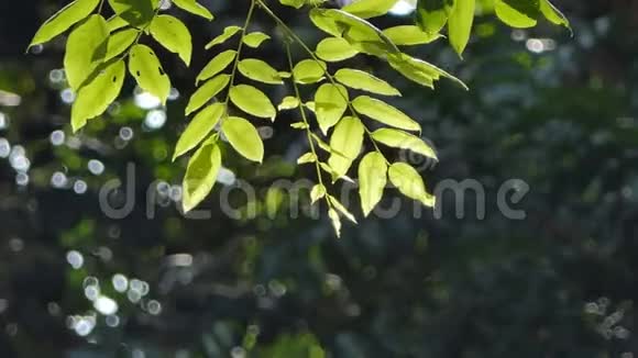 阳光透过热带雨林中的树叶照耀视频的预览图