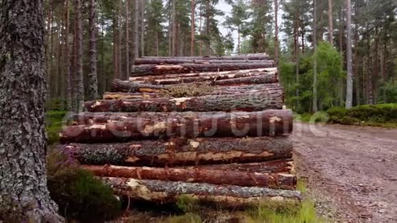 砍伐森林砍伐森林中的杉树视频的预览图