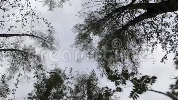 森林中的树木逆天视频的预览图