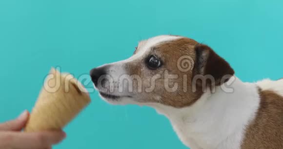杰克拉塞尔狗吃蛋饼冰淇淋视频的预览图