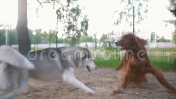 两只狗爱尔兰赛特犬和哈士奇犬视频的预览图