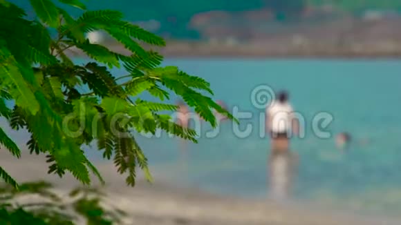 绿色的叶子和树枝在背景上人们在海里洗澡背景树的叶子人们在蓝色游泳视频的预览图