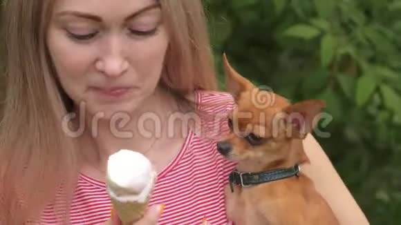 狗舔冰淇淋一个女人的忠实宠物坐在她的怀里玩具狗吃美味的冰淇淋视频的预览图