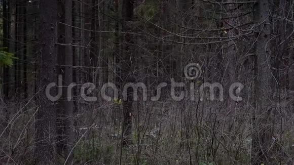 围在松林中拍摄视频的预览图