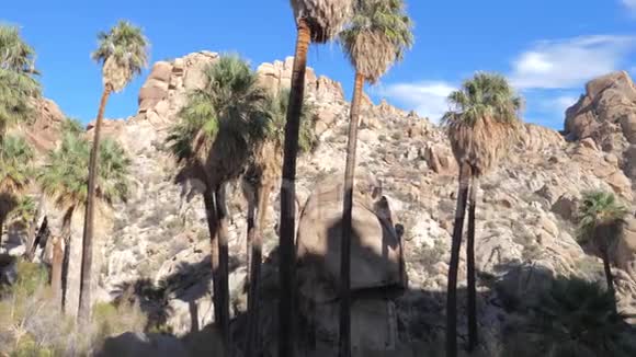 从右到左绿洲的全景沙漠中有棕榈树动作缓慢4K视频的预览图