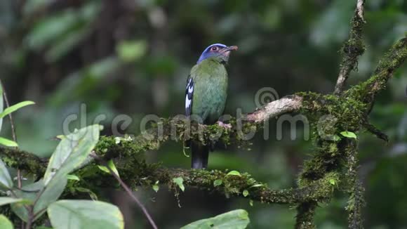 绿科乔亚珍稀鸟类在泰国和东南亚视频的预览图