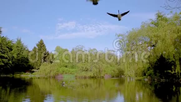 鹅在春天的公园里飞过池塘视频的预览图