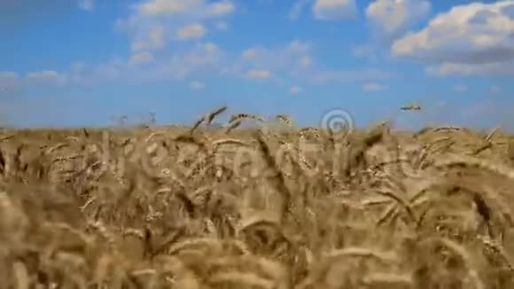 成熟的麦穗在风中摇摆视频的预览图