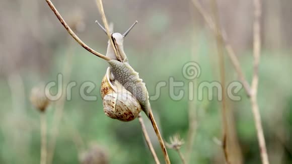 自然界以湿树枝为食的褐蜗牛视频的预览图