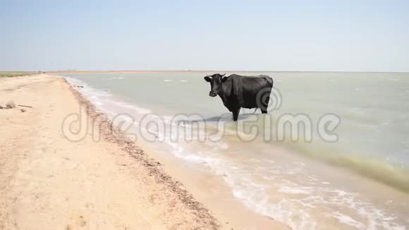 在一个炎热的晴天黑牛站在沙滩上视频的预览图
