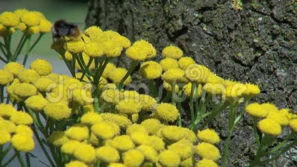 荷兰黄色花朵上的蜜蜂视频的预览图
