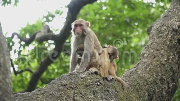 一群猴子在树上视频的预览图