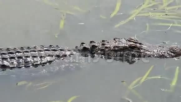 巴尤3号的鳄鱼视频的预览图