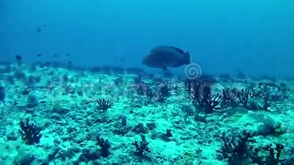 潜水马尔代夫纳波顿视频的预览图