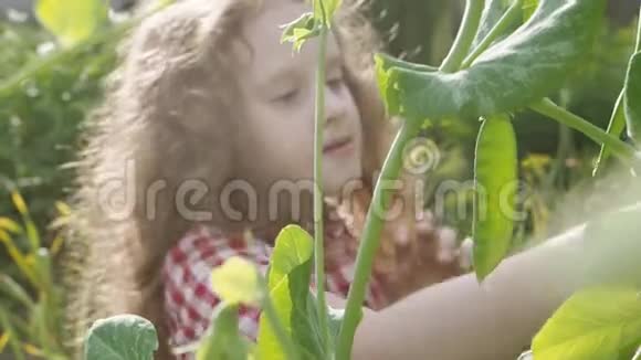 卷曲的女孩在花园里吃绿豌豆视频的预览图