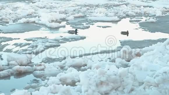 河上的冰漂移动浮冰接近河上的鸭子视频的预览图