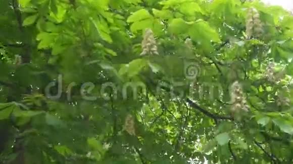 盛开的栗子树视频的预览图