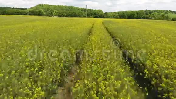 无人机视频剪辑飞越黄花和小径4k视频的预览图