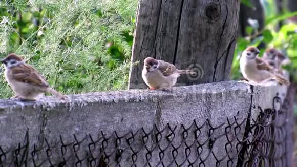 麻雀鸟生活在大自然的夏天视频的预览图