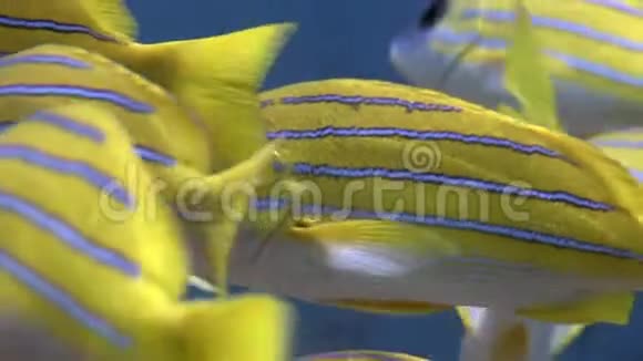 学校的卢西安鱼条纹捕鱼器水下惊人的海底在马尔代夫视频的预览图