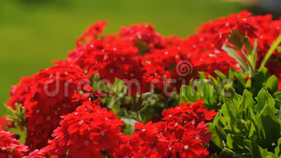 生动的红色小花在花园里随风摇曳特写视频的预览图