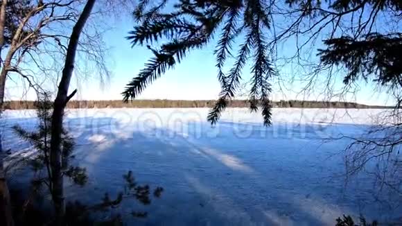 风景优美的自然植物叶子在欧洲的冬季仙境中随着空气流动而摇动周围环绕着白桦松树视频的预览图