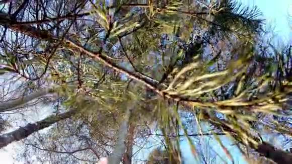 美丽的大自然植物叶子在欧洲的冬季仙境中随着空气流动而摇动周围是松树视频的预览图