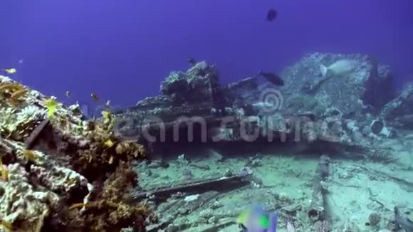 海底沉船附近的鱼群红海视频的预览图