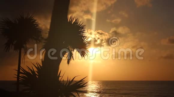 清晨的棕榈树剪影视频的预览图