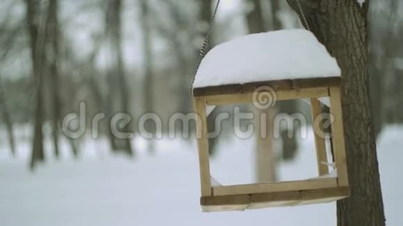 冬季森林中的鸟类饲养者视频的预览图