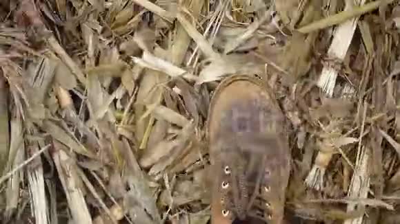 红色靴子在干草上行走的俯视图视频的预览图