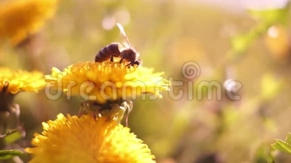 太阳中的蒲公英上的蜜蜂视频的预览图