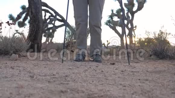 从下往上的镜头在乔舒亚树的背景下沙漠中的女人视频的预览图