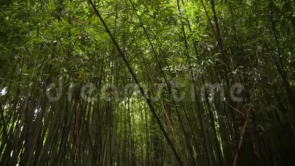 背景茂密的绿色竹树林视频的预览图