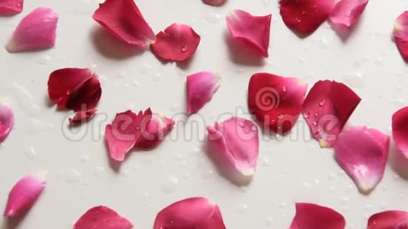 镜头沿着白色背景的新鲜玫瑰花瓣移动视频的预览图