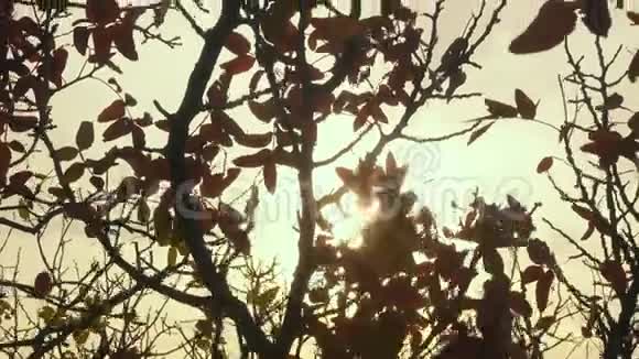 夕阳穿过秋天的树视频的预览图