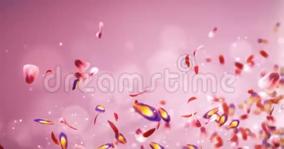 飞行模糊浪漫红粉紫樱花花瓣占位符环4k视频的预览图