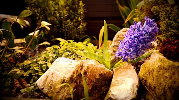 紫花风信子植物相机向后移动视频的预览图