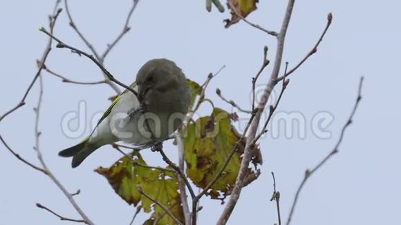 鸟欧洲绿翅目氯鱼坐在灌木的枝条上吃树的芽视频的预览图