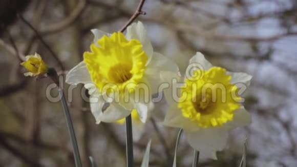 水仙大水仙花在春天的晨风中视频的预览图