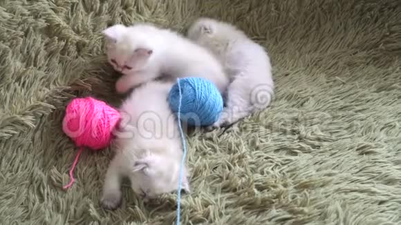三只小猫睡着了视频的预览图