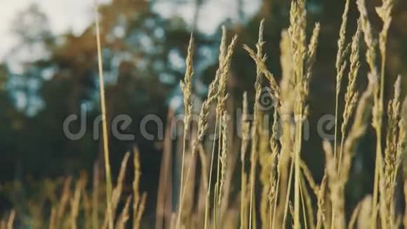 草穗在风中摇摆视频的预览图